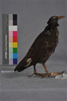 藏品(紅冠水雞)的圖片